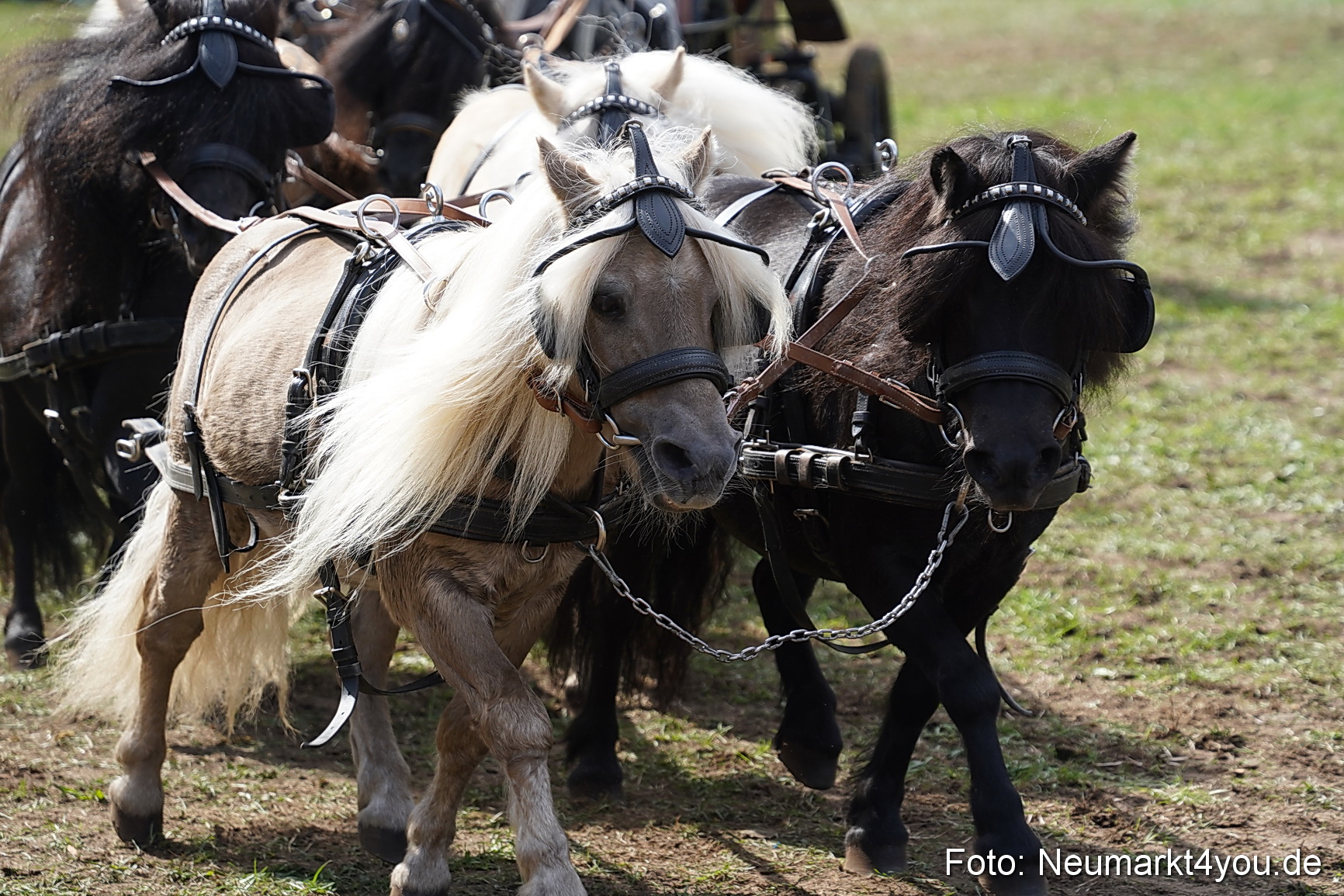 Pferde und Fohlenschau 2022 0313 